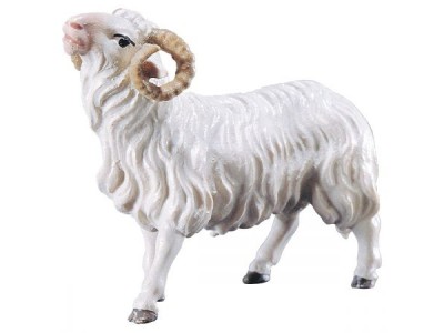 Ul. Schafbock color